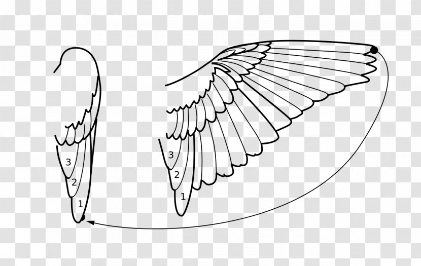 Line Art Schirmfeder Aile Wagtail - Wing - Cartoon Wings Transparent PNG
