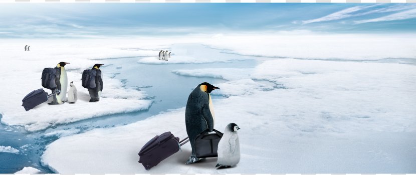 Advertising Refrigerator Poster Publicity - Antarctic Penguins Move Transparent PNG