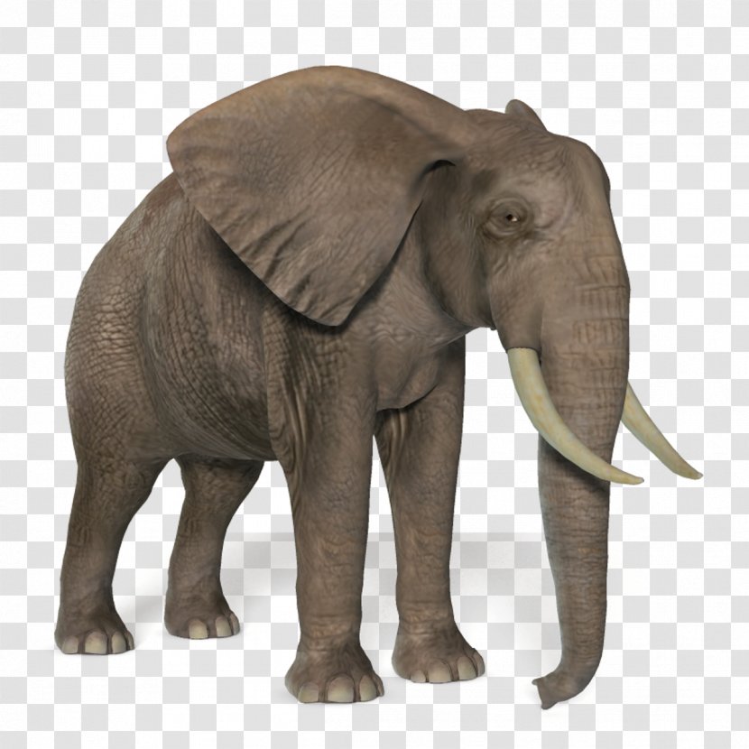 African Bush Elephant Forest Asian - Picture Transparent PNG