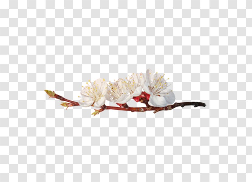 Bir U0130nsan Xd6mrxfcnxfc - Flower - Plum Transparent PNG