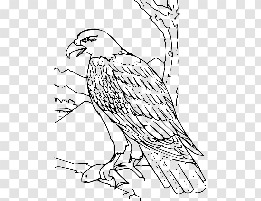 Bald Eagle Coloring Book Drawing - Tree - Hand-painted Dog Transparent PNG