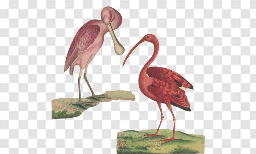 Flamingos Scarlet Ibis Bird Poster - Fauna - Hand Painting Material Picture Transparent PNG