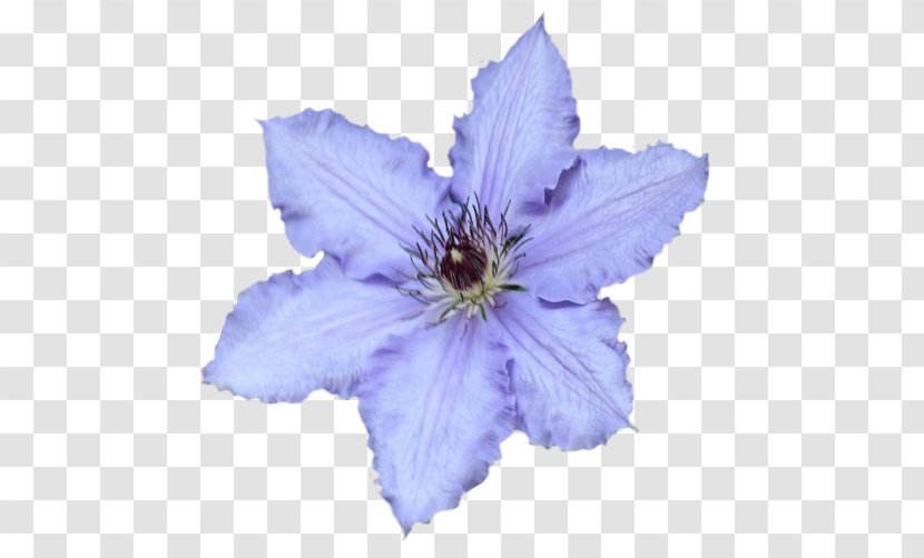 Leather Flower Chicory - Blue - Clematis Transparent PNG