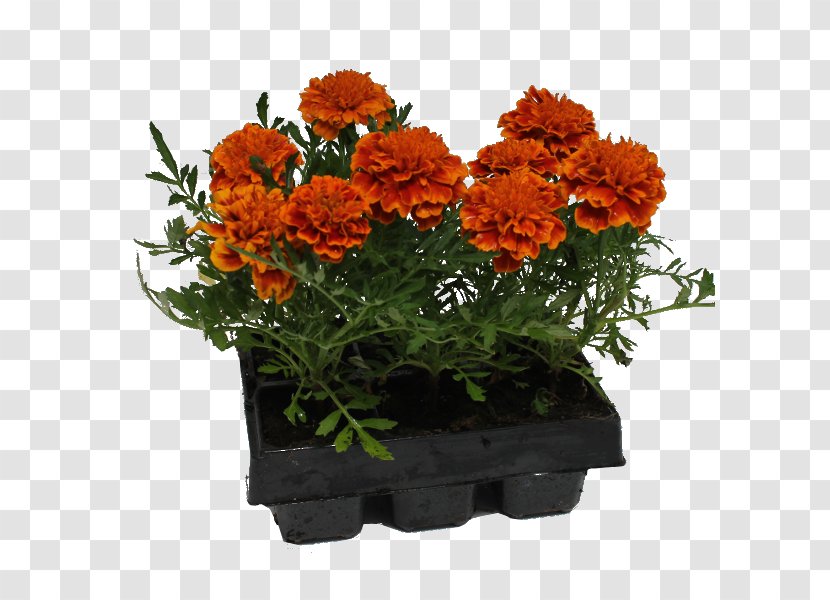 Chrysanthemum Cut Flowers Flowerpot Herb Annual Plant - Pnk Transparent PNG