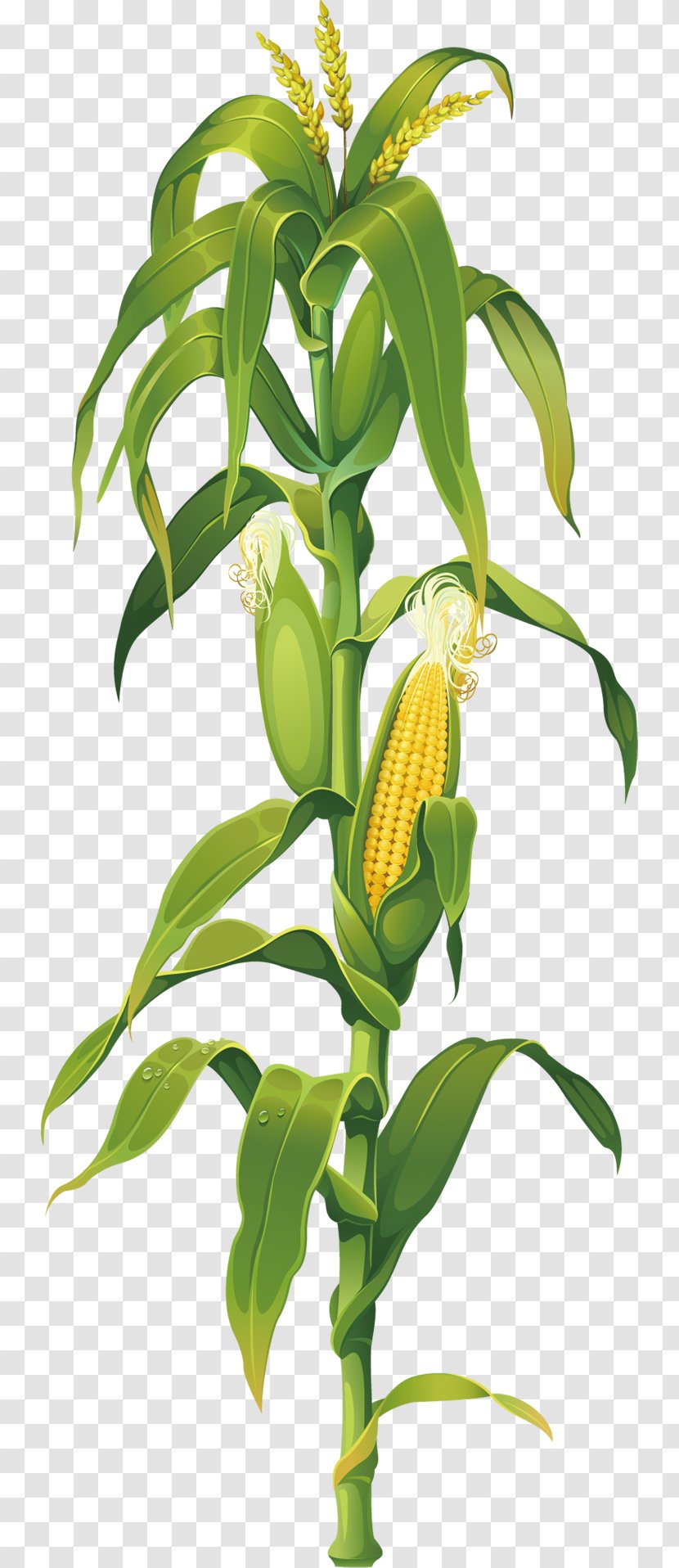 Maize Corn On The Cob Drawing Plant Clip Art - Royalty Free Transparent PNG