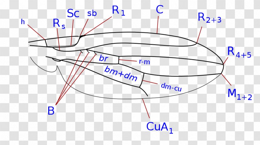 Product Design Line Point - Cartoon Transparent PNG