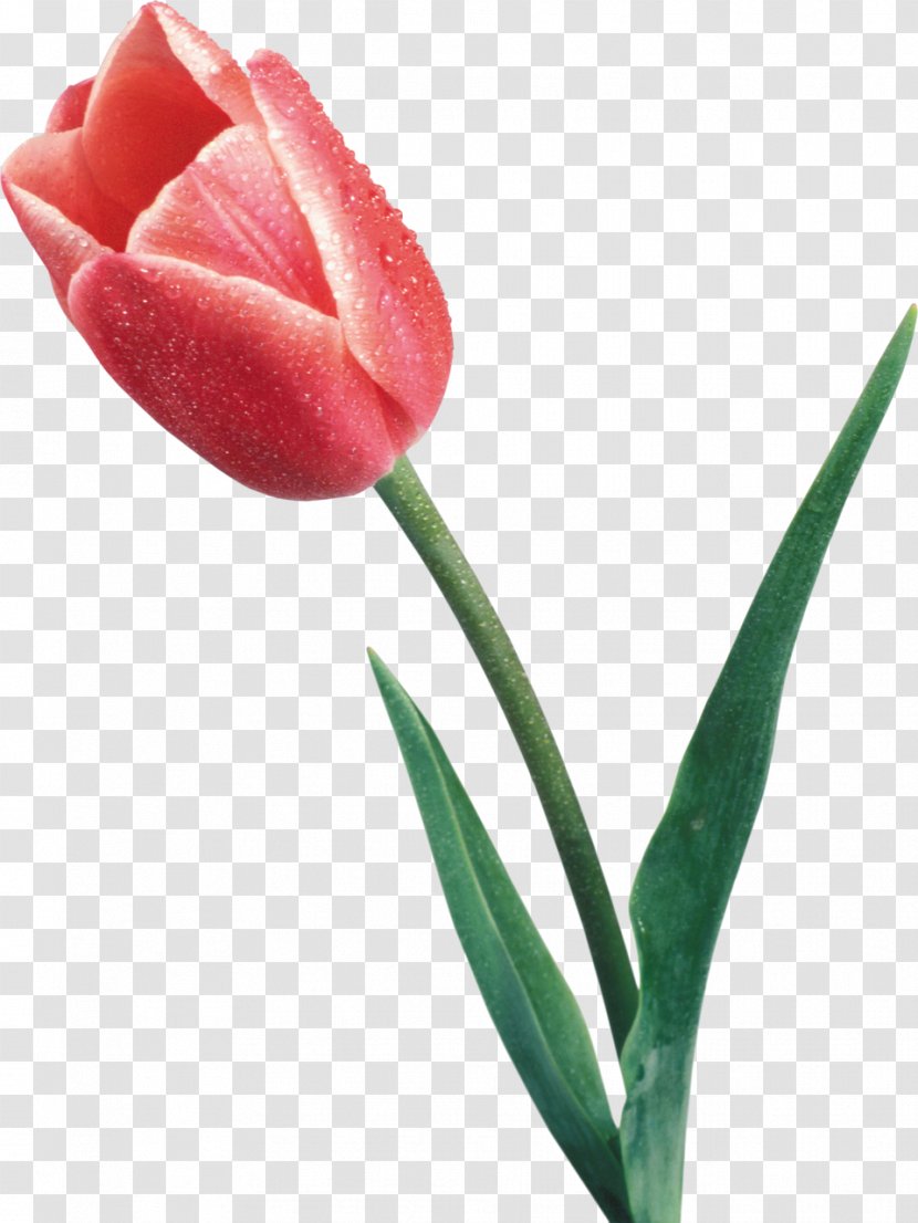 Tulip Flower Desktop Wallpaper - Red Transparent PNG