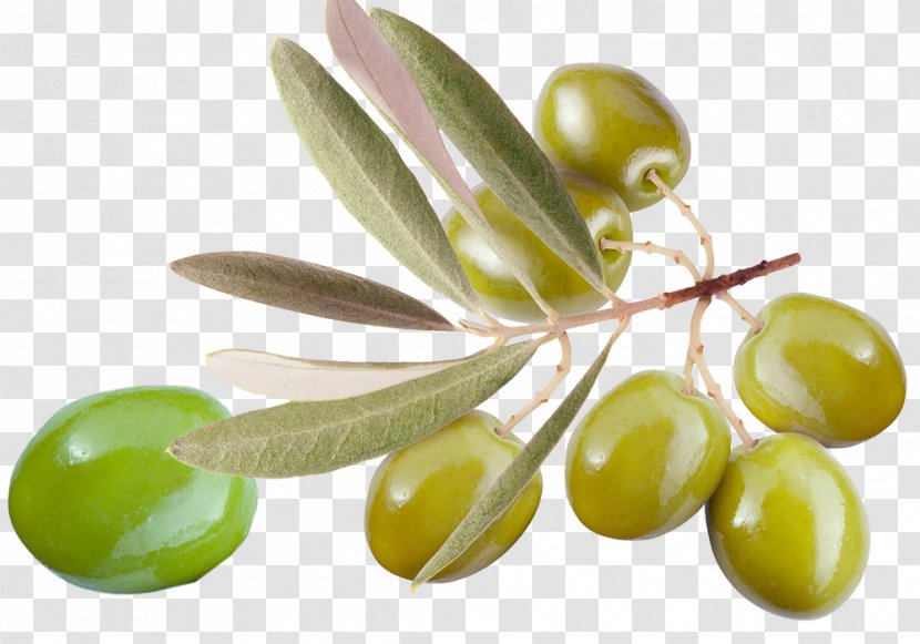 Olive Oil Leaf Branch - Cooking - New Year Gift Relatives Transparent PNG