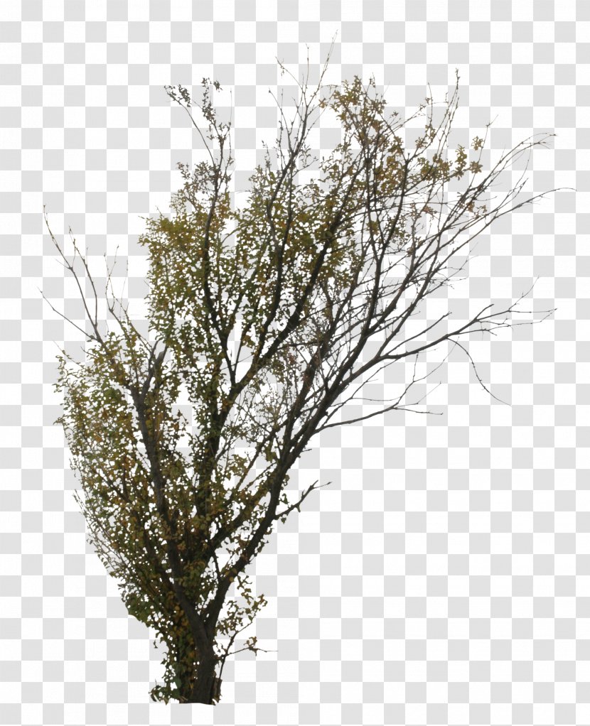 Twig Tree Branch Shrub Deciduous - Hazel Transparent PNG