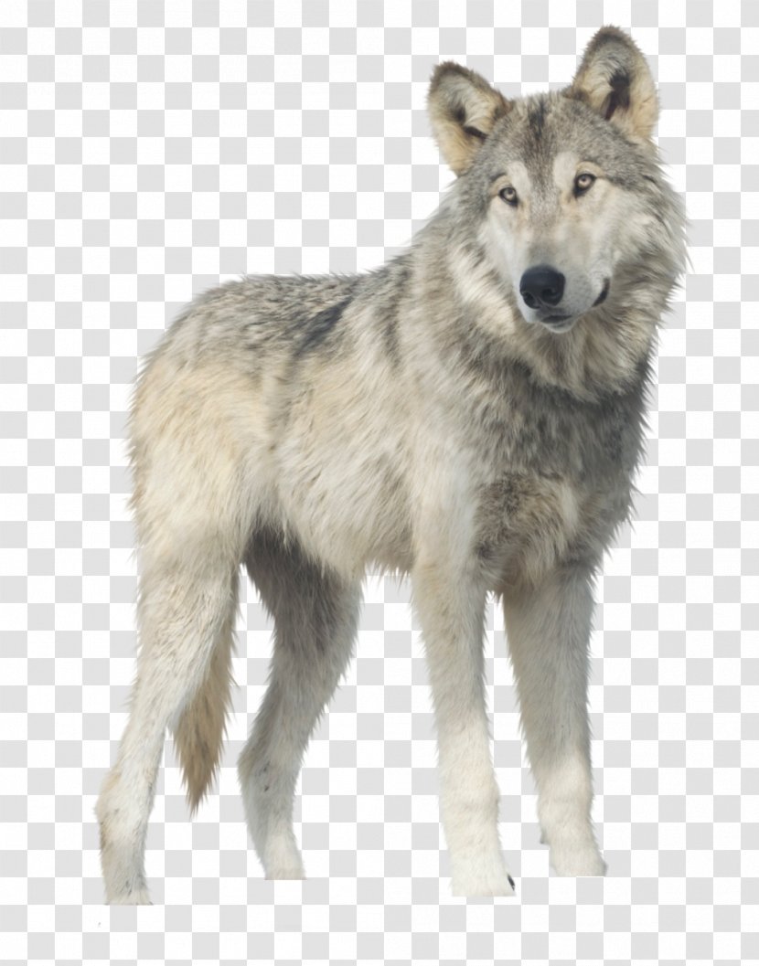 Gray Wolf Clip Art - Canis Lupus Tundrarum Transparent PNG