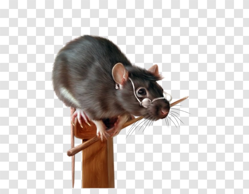 Krysa Painting Black Rat Fancy Rodent - Whiskers Transparent PNG