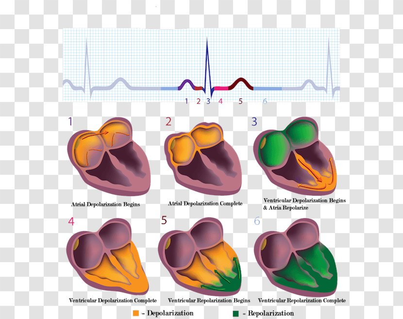 Cardiac Muscle Electrocardiography Electrical Conduction System Of The Heart Stock Photography Transparent PNG