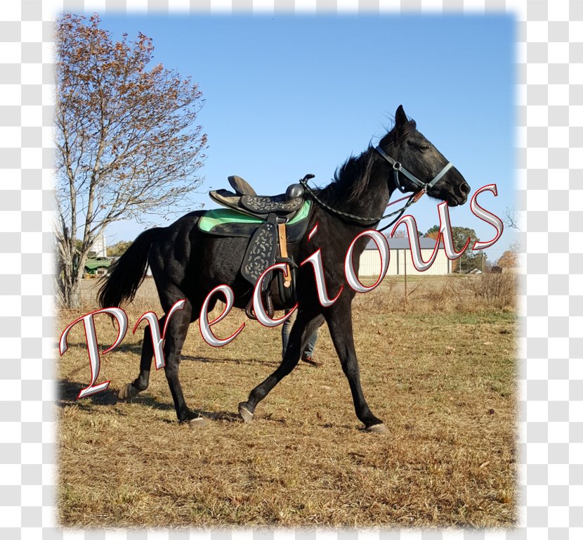 Horse Harnesses Equestrian Western Pleasure Stallion - Tennessee Walking Transparent PNG