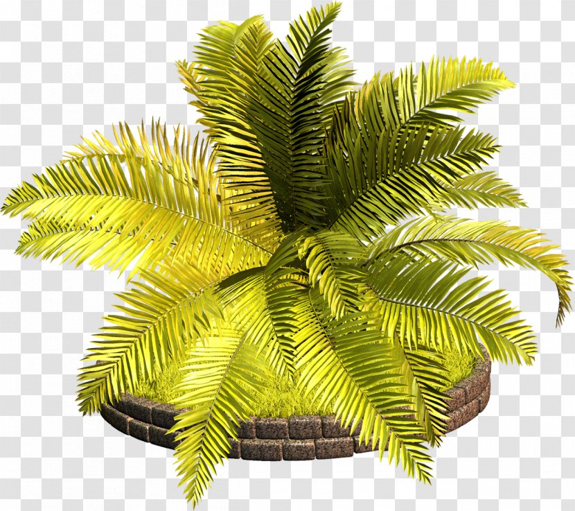 Arecaceae Tree Vascular Plant Clip Art - Palm Transparent PNG