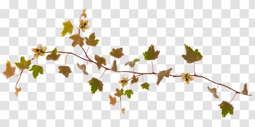 Maple Leaf Autumn Plant - Foliage Transparent PNG