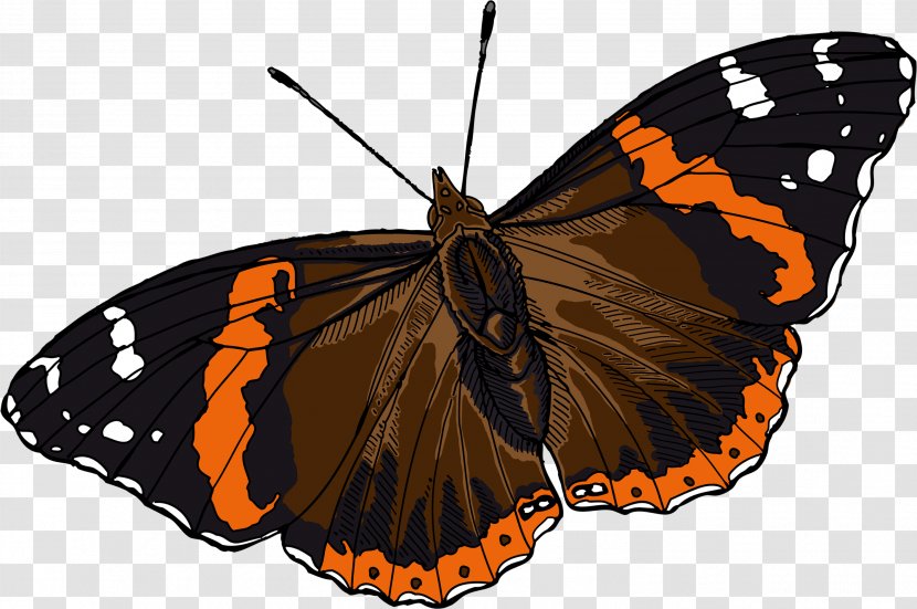 Monarch Butterfly Pieridae Red Admiral Moth Transparent PNG