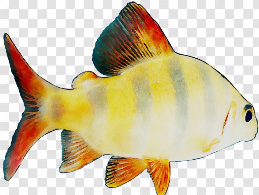 Goldfish Feeder Fish Coral Reef Marine Biology - Snapper - Orange Sa Transparent PNG