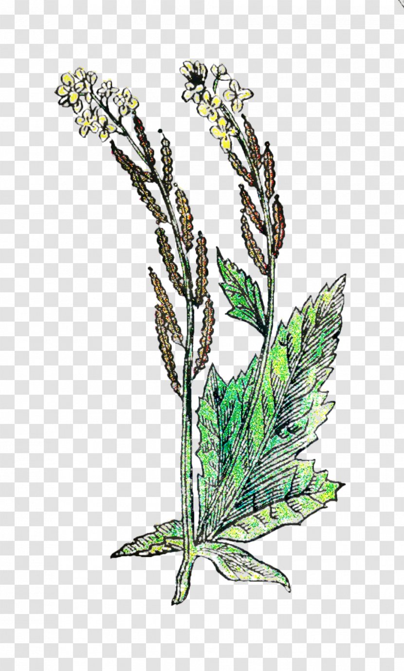 Branch Plant Stem Herbalism Leaf Grasses - Flowering - Herb Transparent PNG