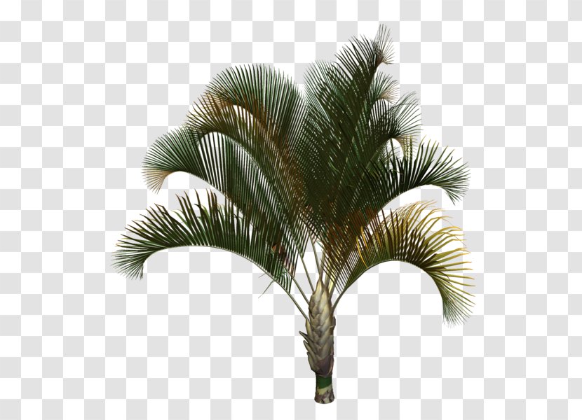Asian Palmyra Palm Babassu Coconut Oil Palms Date - Tree Transparent PNG