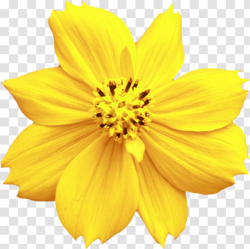 Wedding Invitation Flower Bouquet Yellow - Pollen - YELLOW Transparent PNG