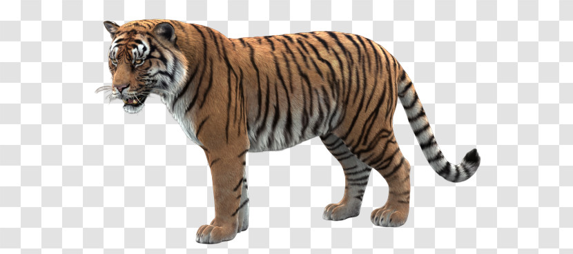 Tiger Wildlife Bengal Tiger Animal Figure Siberian Tiger Transparent PNG