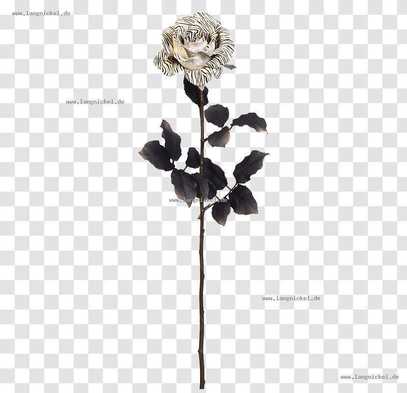 Twig Rose Family Plant Stem White - Branch Transparent PNG