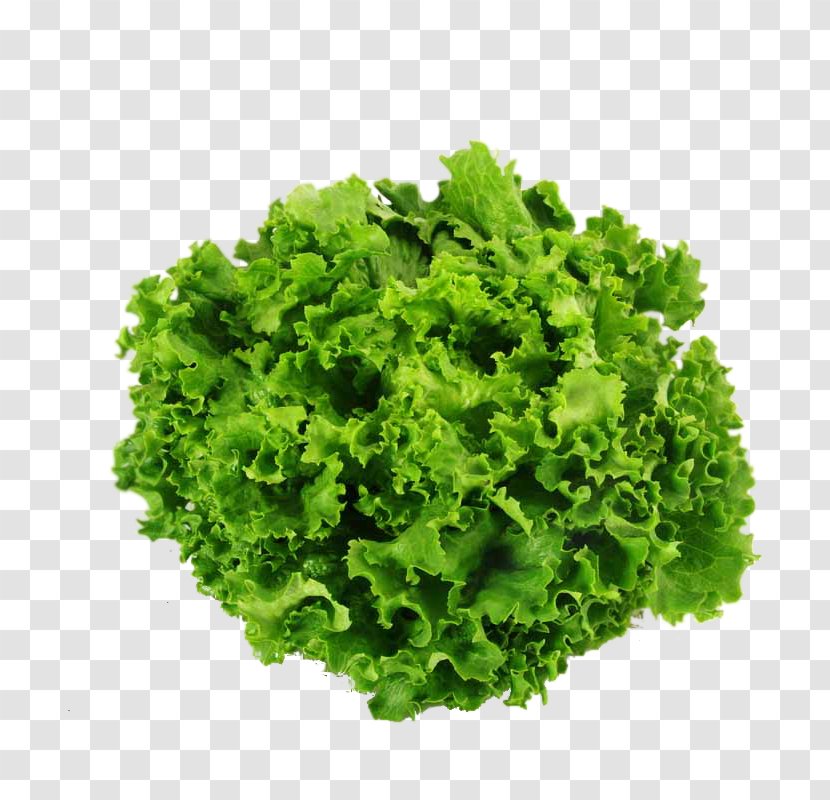Escargot Snail Vegetable Salad Heliciculture Transparent PNG