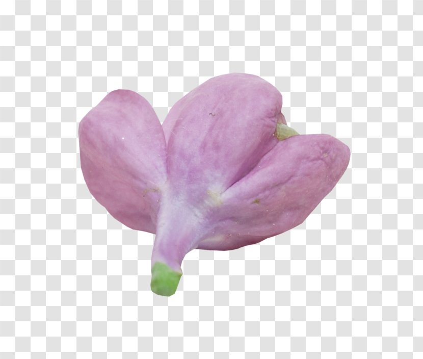 Lilac Flowering Plant - Flower Transparent PNG