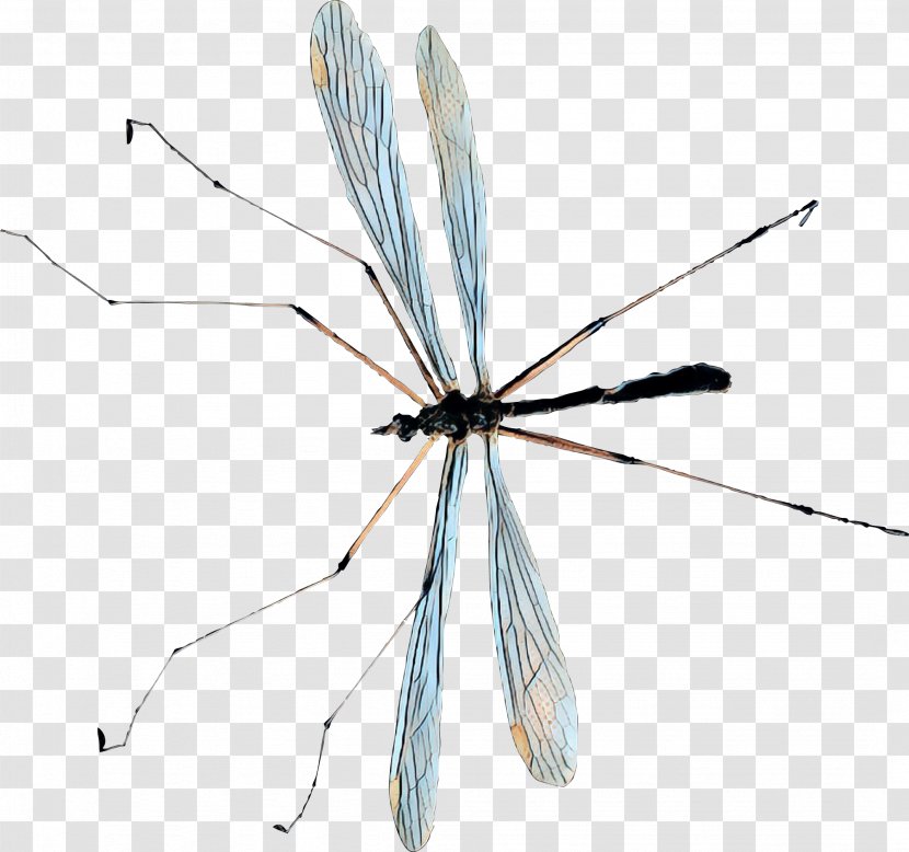 Fly Insect - Netwinged Insects Crane Flies Transparent PNG