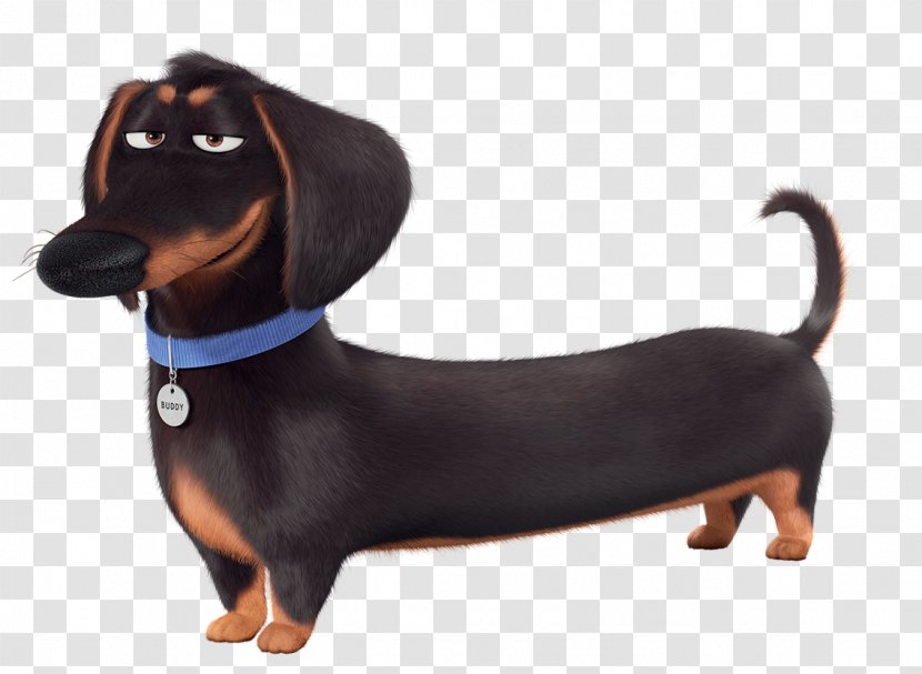 Dachshund Illumination Entertainment Film Comedy Cinema - Kevin Hart Transparent PNG