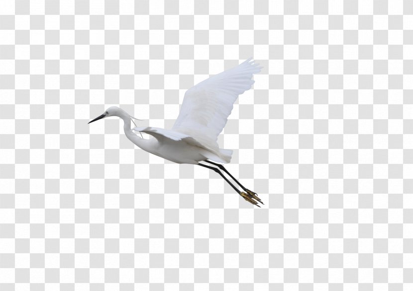 Crane Flight Bird - Beak - Flying Transparent PNG