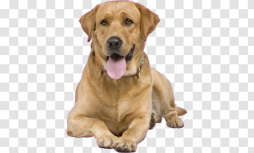 Labrador Retriever Golden Puppy Dog Training Transparent PNG