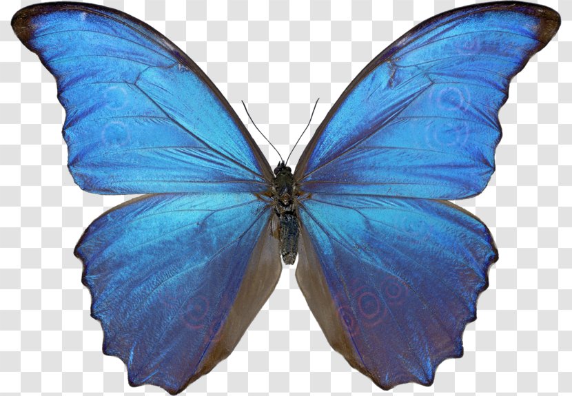 Butterfly Menelaus Blue Morpho Drawing Didius Clip Art Transparent PNG
