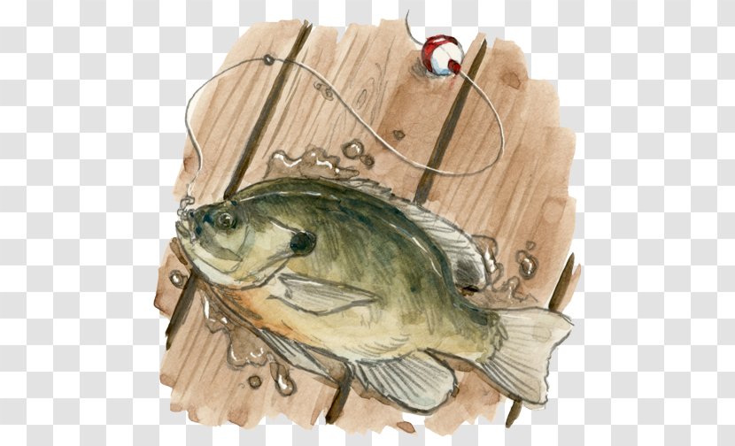 Missouri Bluegill All Rights Reserved Voting Copyright - American Fisheries Society Transparent PNG