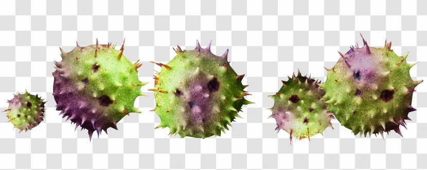 Thorns, Spines, And Prickles Download - Beach Rose - Cactus Ball Transparent PNG