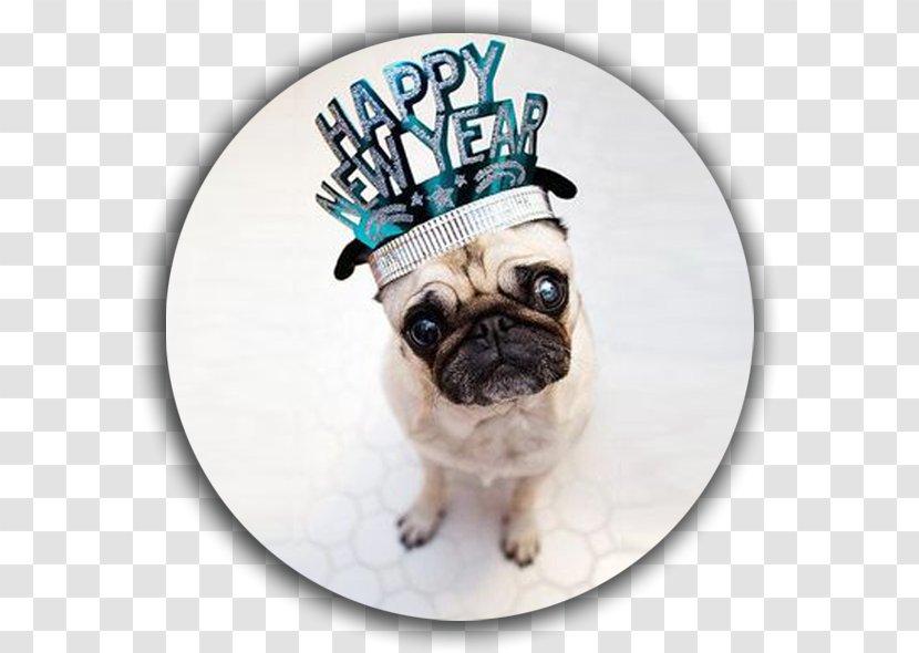 Pug New Year's Day Puppy Eve - Happiness Transparent PNG