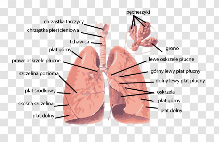 Lung Dissection Respiratory Tract System Anatomy - Tree - Heart Transparent PNG