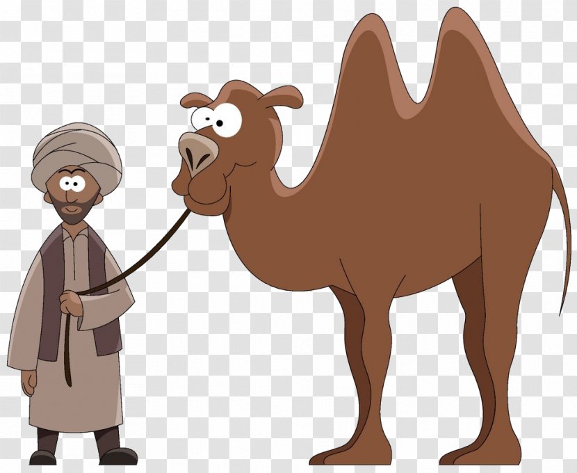 Dromedary Cartoon Stock Photography Clip Art - Drawing - Camel Transparent PNG