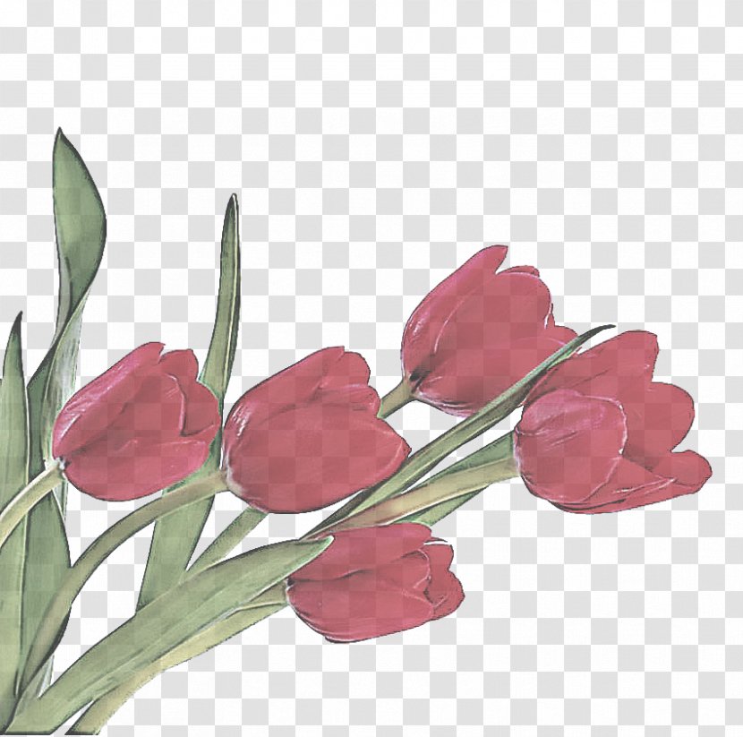 Flower Flowering Plant Tulip Cut Flowers - Stem Lily Family Transparent PNG