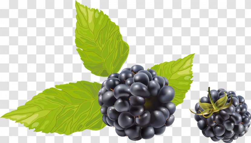 Blackberry Fruit Clip Art - Red Mulberry - Berries Transparent PNG