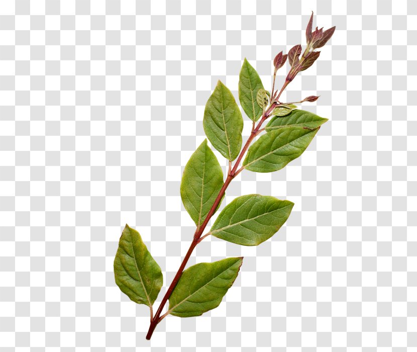 Twig Horse Plant Stem Leaf Herb - Branch Transparent PNG