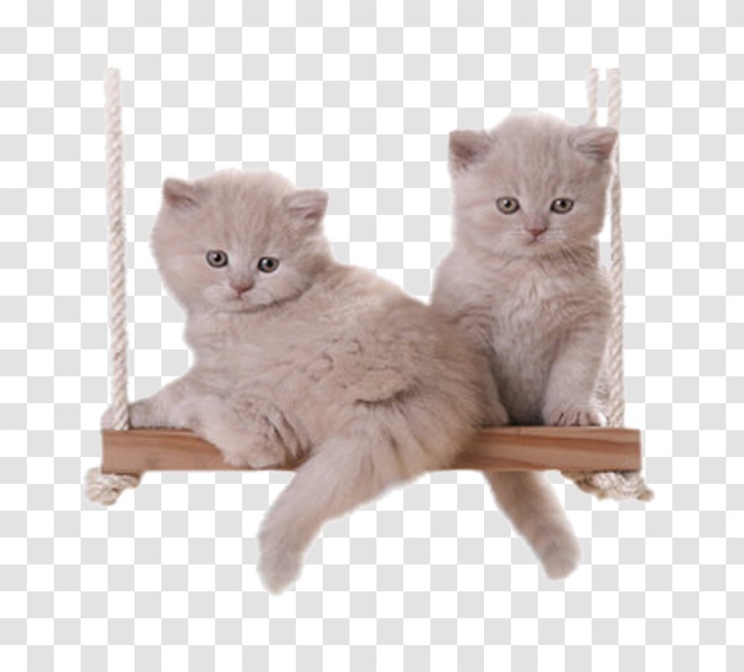 Cat Kitten - Chartreux - Swing Cats Transparent PNG