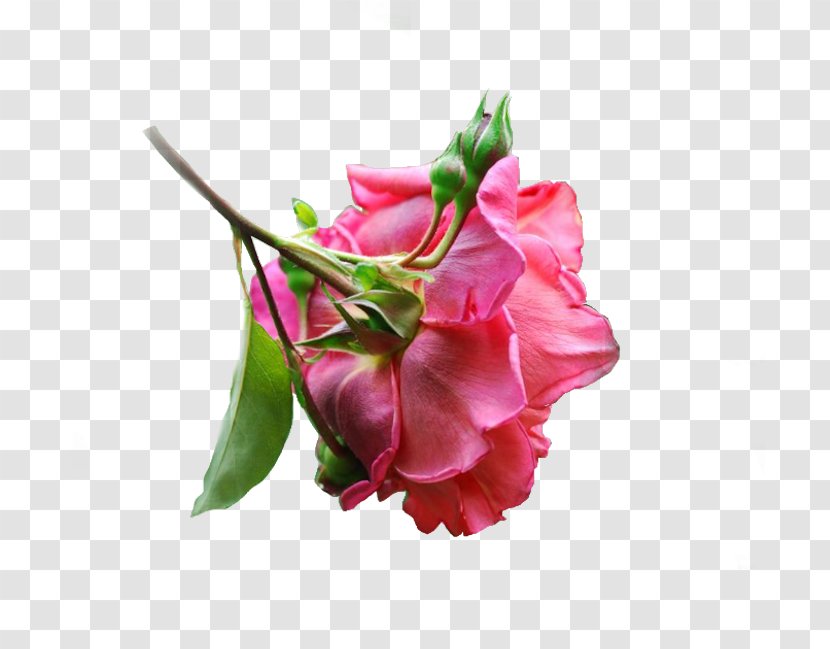 Cut Flowers Floral Design Flower Bouquet Bud Transparent PNG