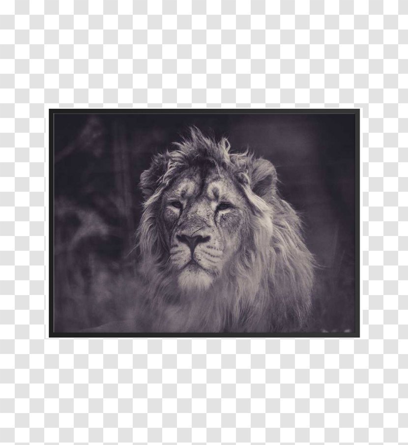 YouTube Person Author Psychology Business - Big Cats - Lions Printing Transparent PNG