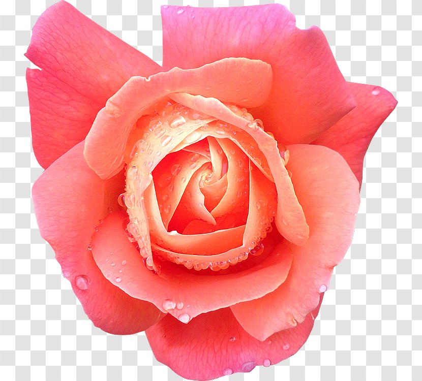 Garden Roses China Rose Cabbage Flower Floribunda - Cut Flowers Transparent PNG