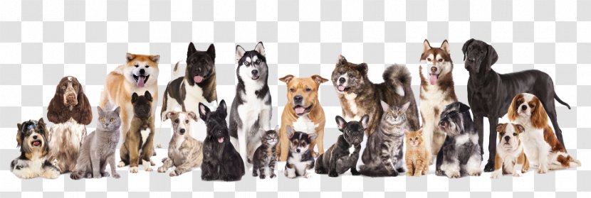 Dog–cat Relationship English Mastiff Dog Grooming Kitten - Cat Transparent PNG