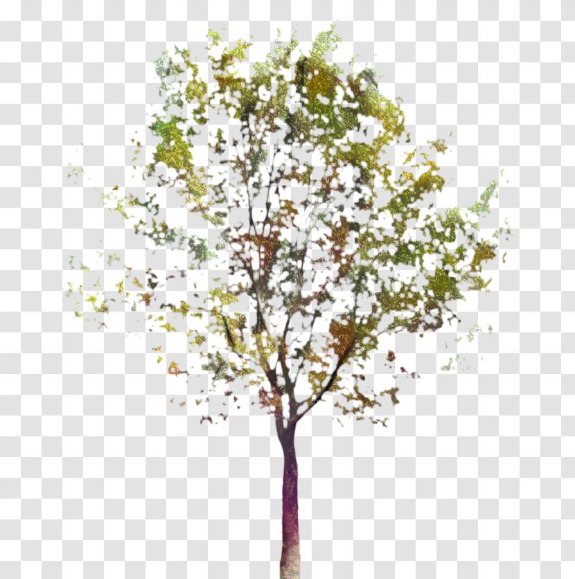 Birch Tree - Plant Stem - Maple Canoe Transparent PNG