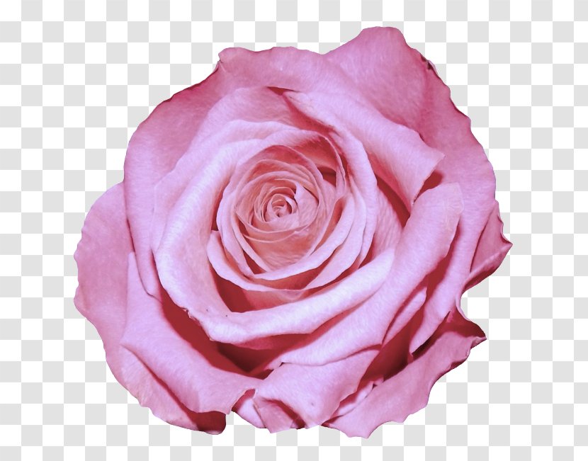 Garden Roses - White - Plant Rose Family Transparent PNG