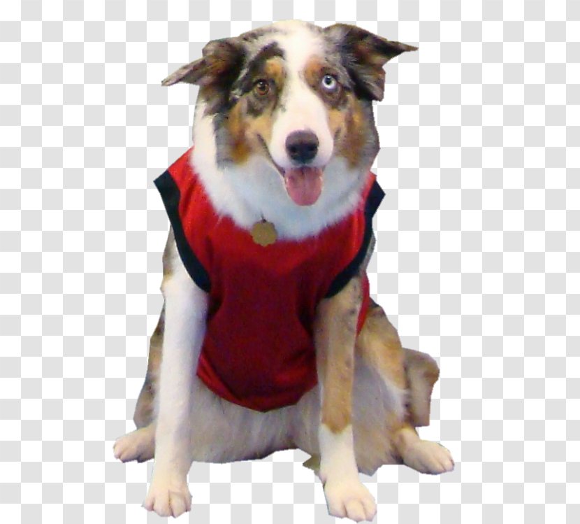 Dog Breed Juncos Australian Shepherd Guaynabo Walmart Supercenter - Agility Transparent PNG