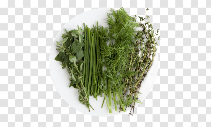 Grass Cartoon - Herbal Medicine - Ingredient Culantro Transparent PNG